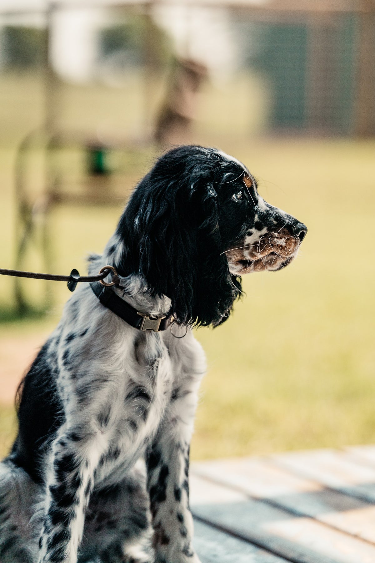 14 Day Puppy Board & Train