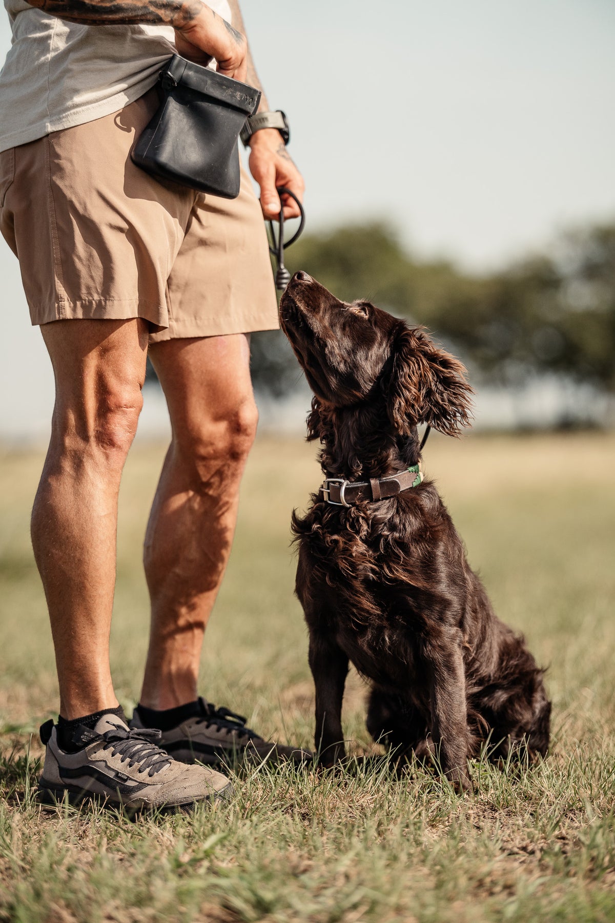 Obedience Board & Train - 4 Weeks