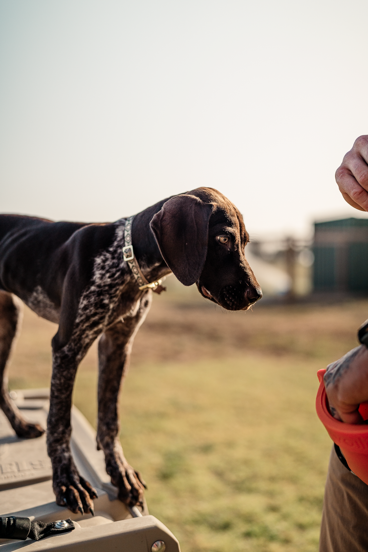 14 Day Puppy Board & Train