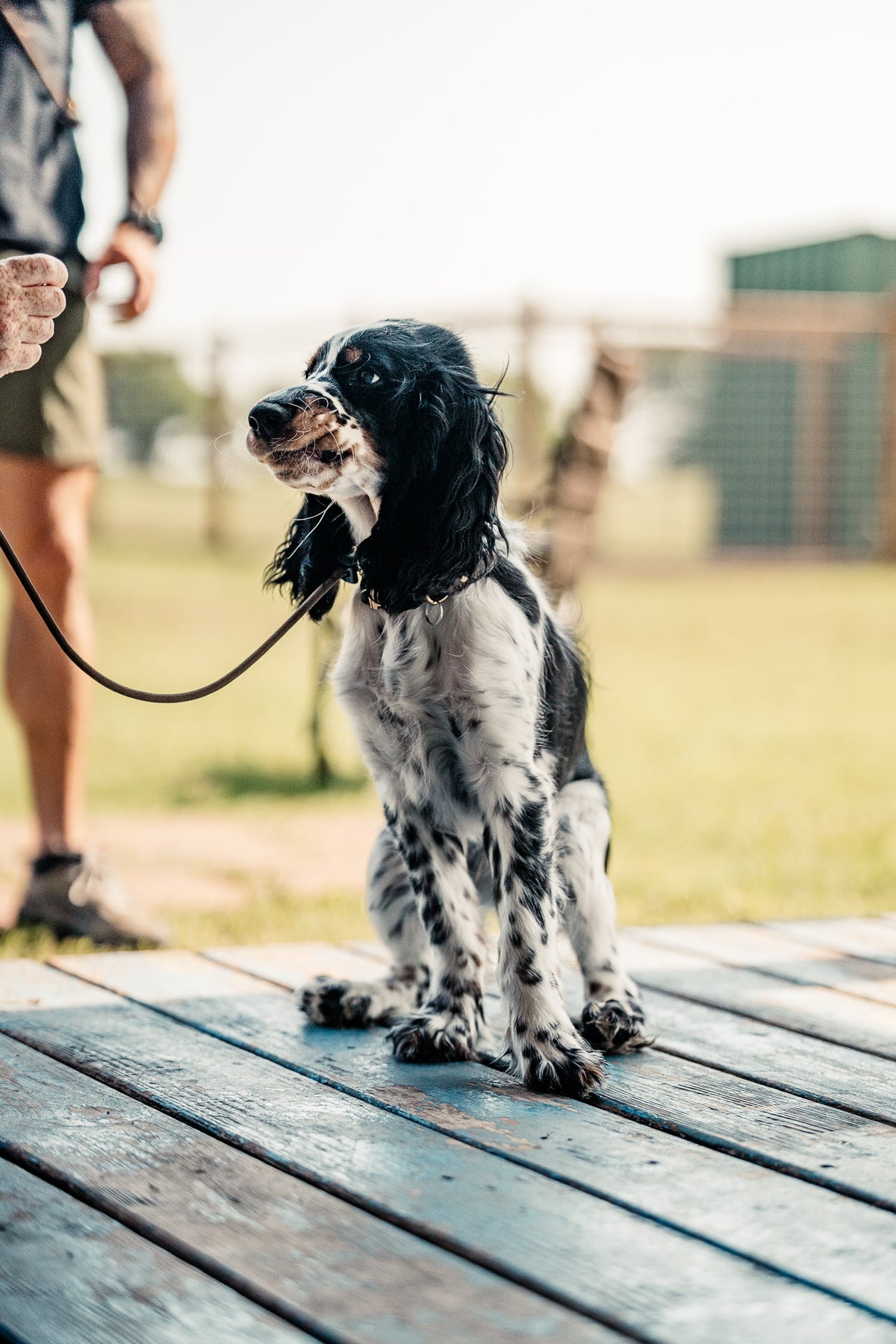 14 Day Puppy Board & Train