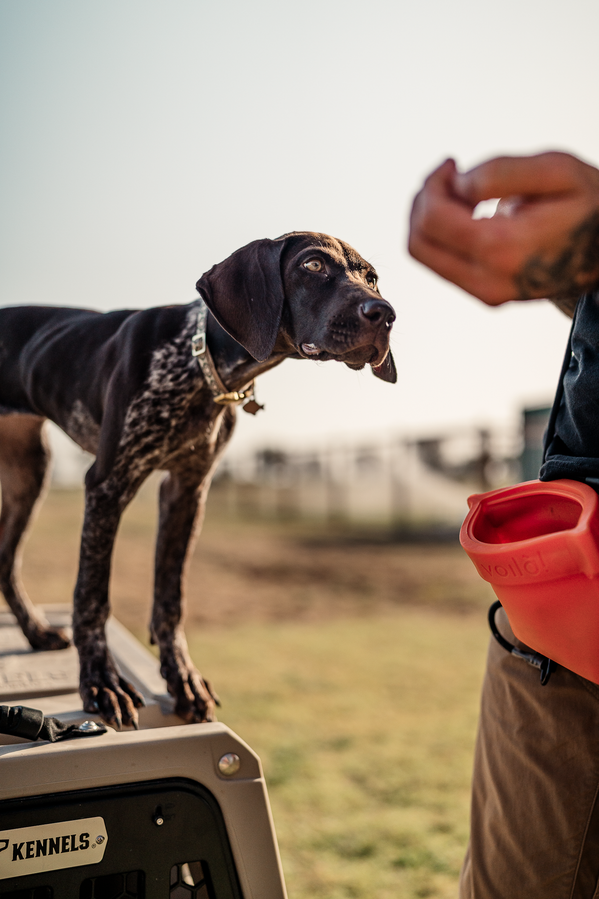 14 Day Puppy Board & Train