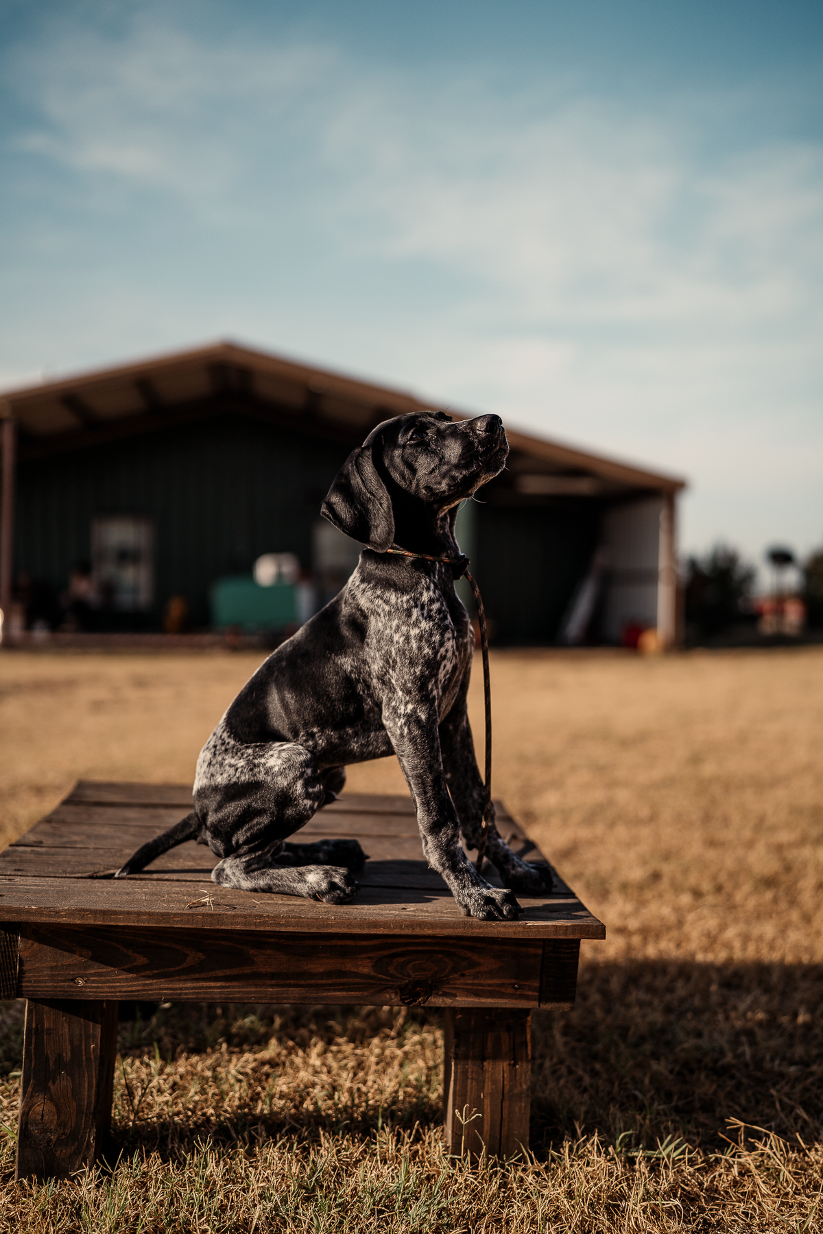 14 Day Puppy Board & Train