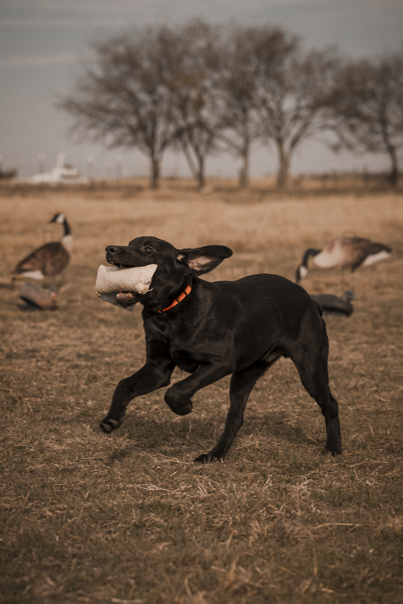 16 Week Hybrid Obedience and Retrieval