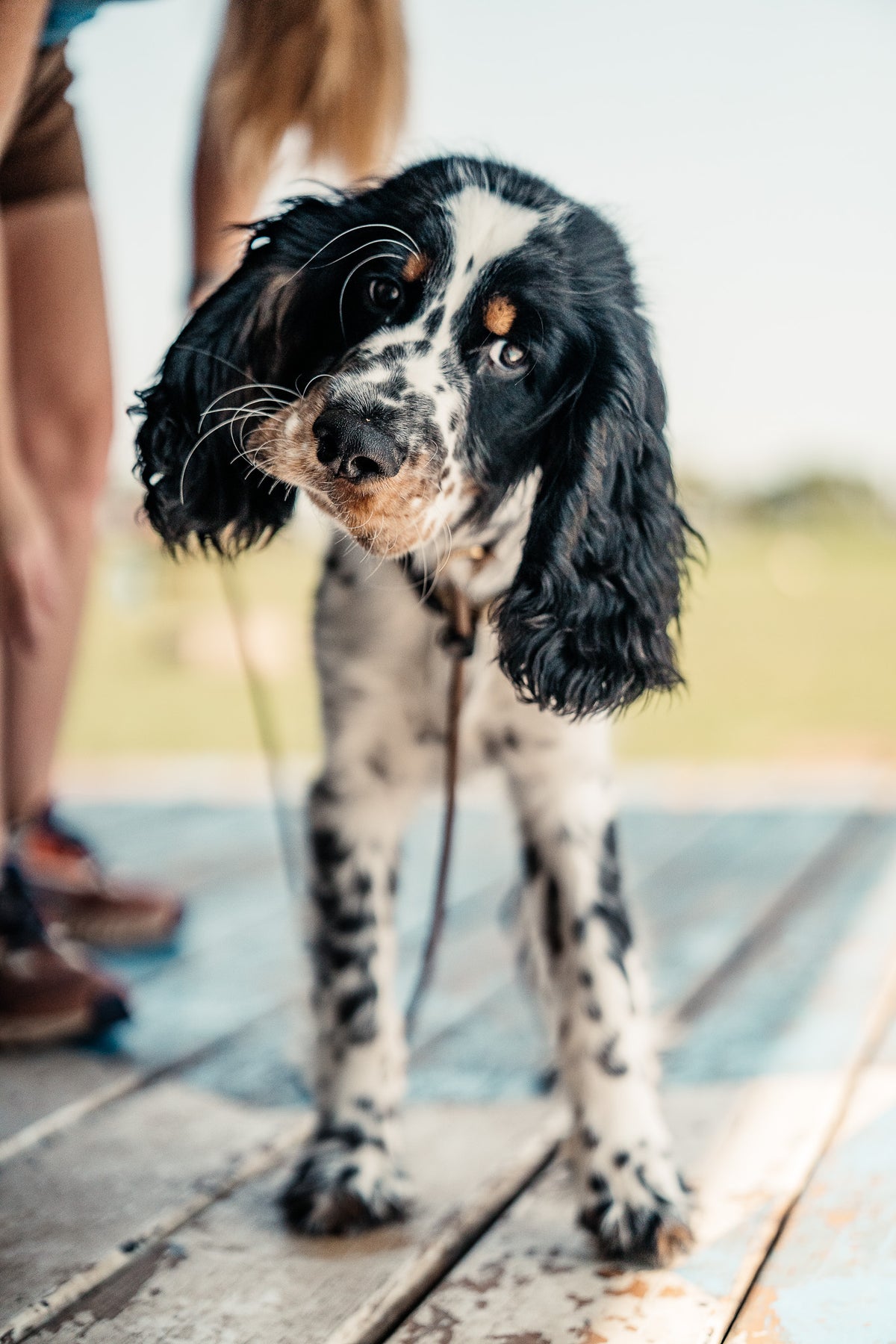 14 Day Puppy Board & Train