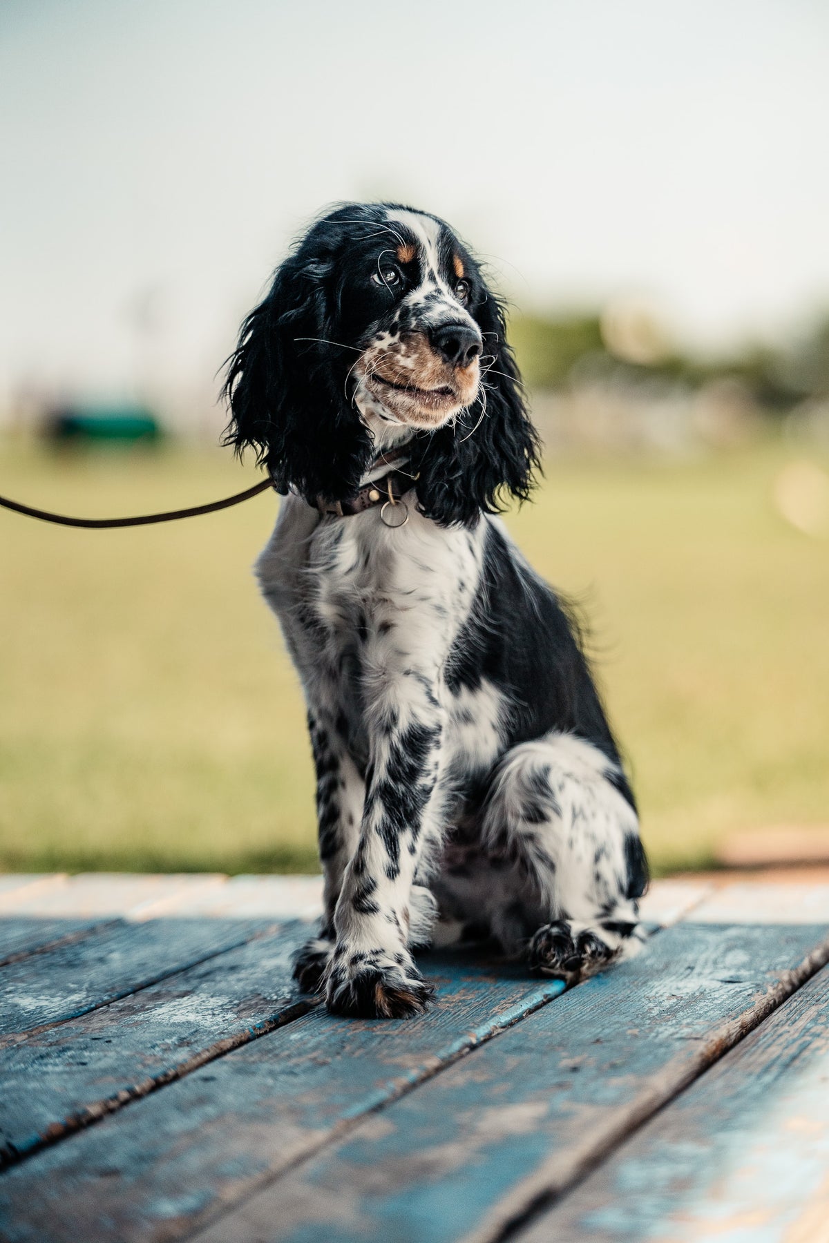 14 Day Puppy Board & Train