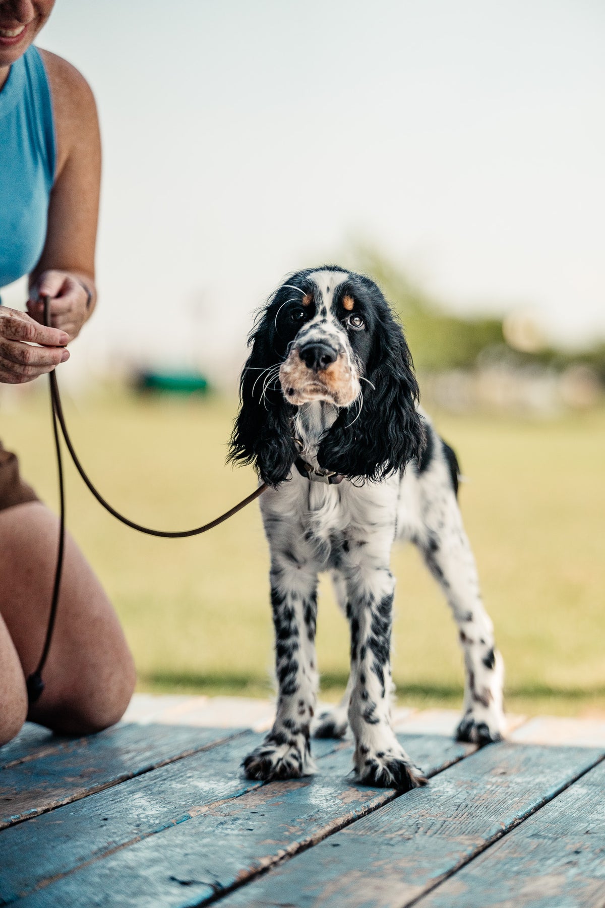 14 Day Puppy Board & Train