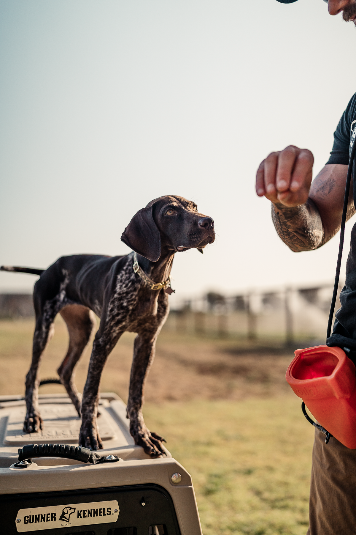 14 Day Puppy Board & Train