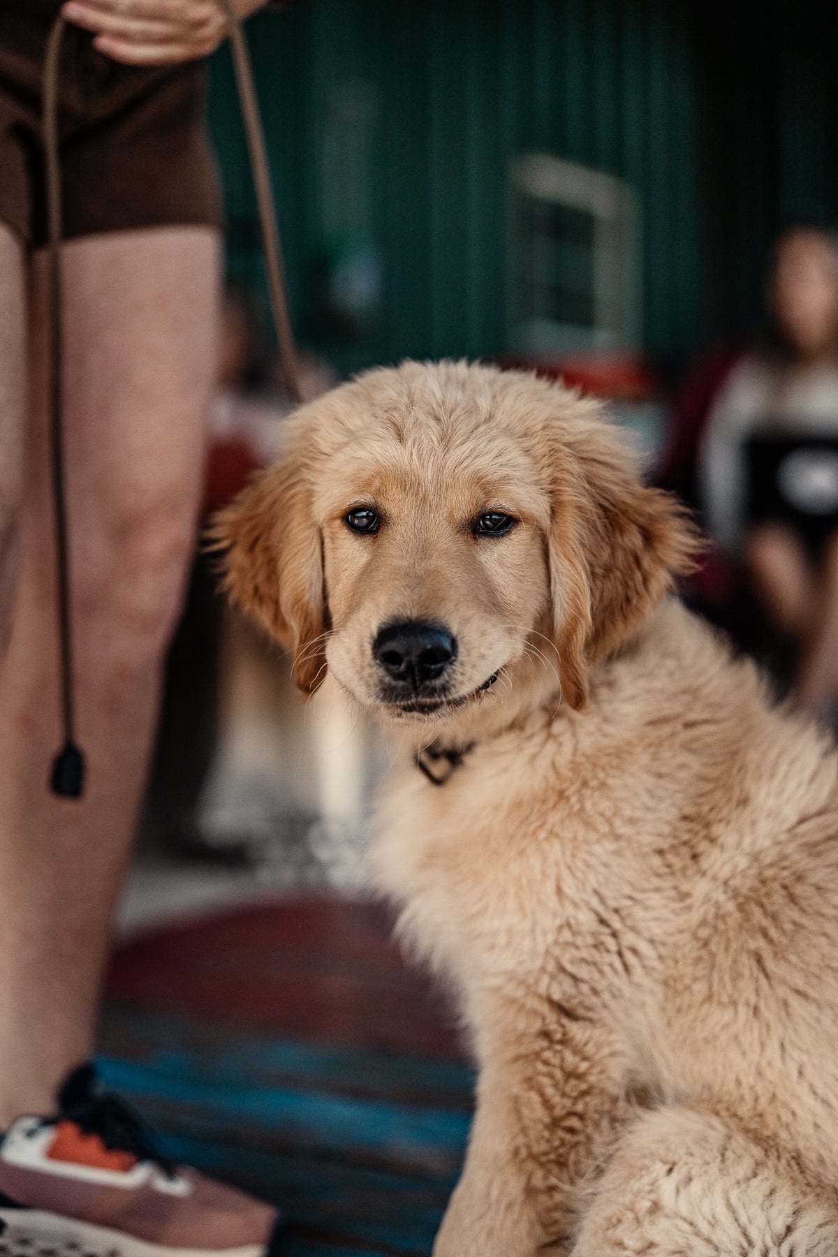 14 Day Puppy Board & Train