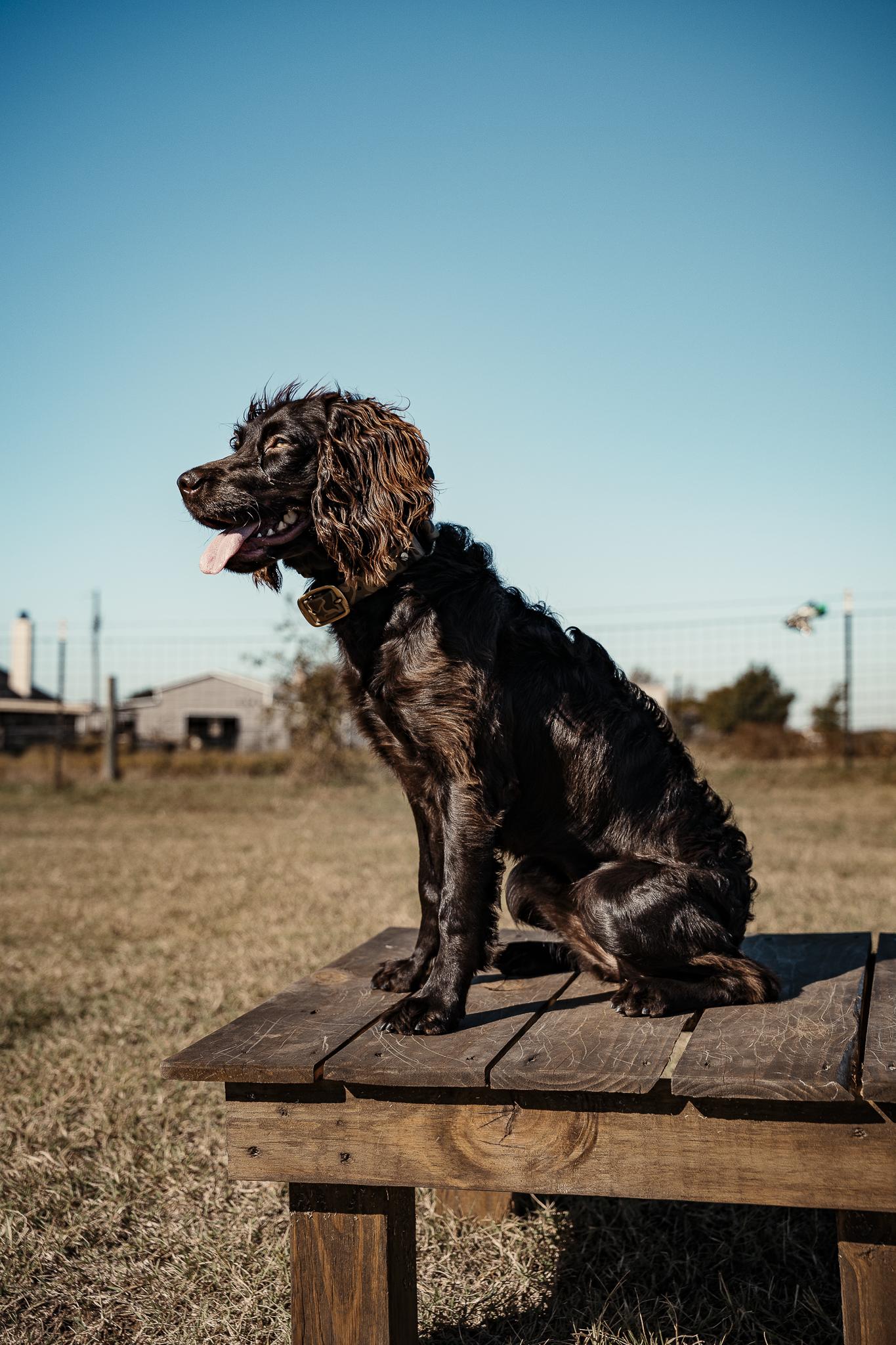Obedience Board & Train - 3 Weeks
