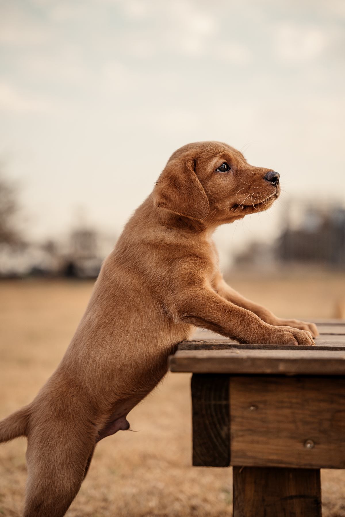14 Day Puppy Board & Train