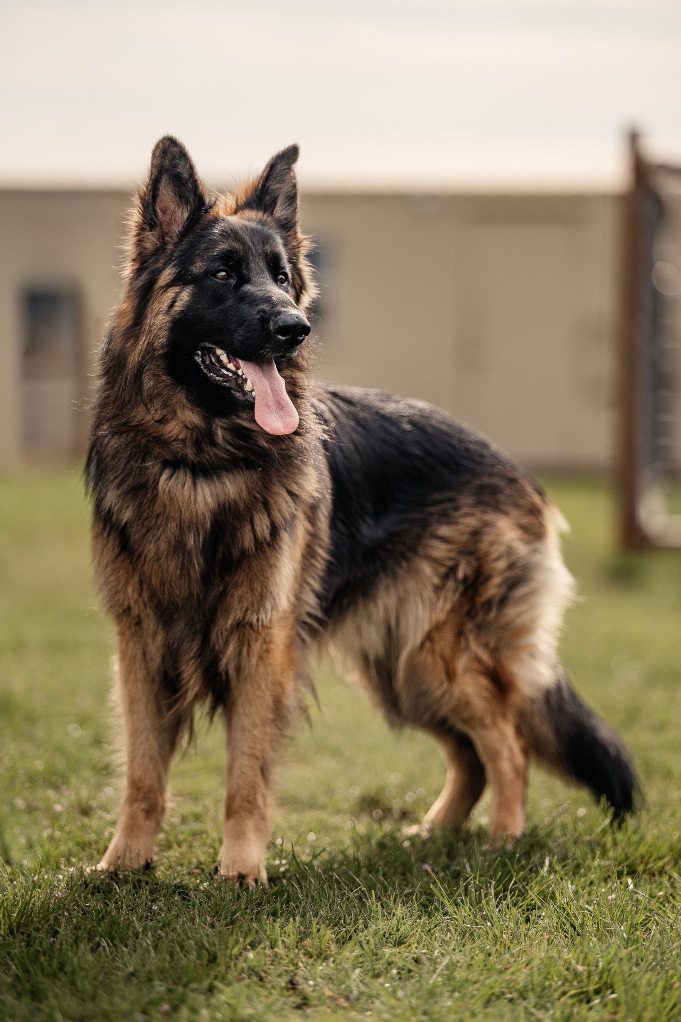 Obedience Board & Train - 4 Weeks