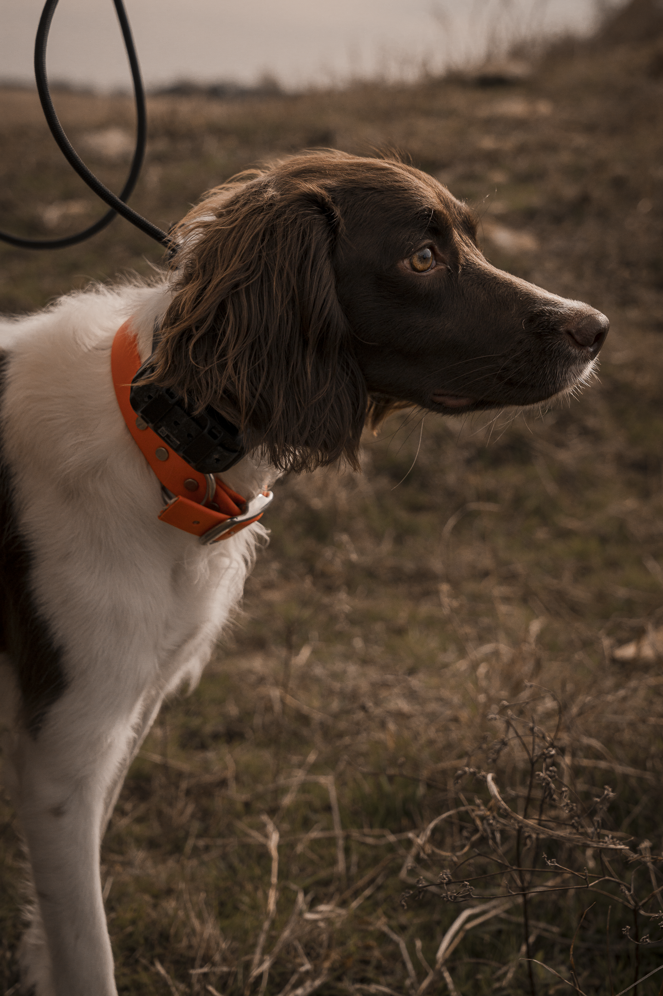 Obedience Board & Train - 3 Weeks