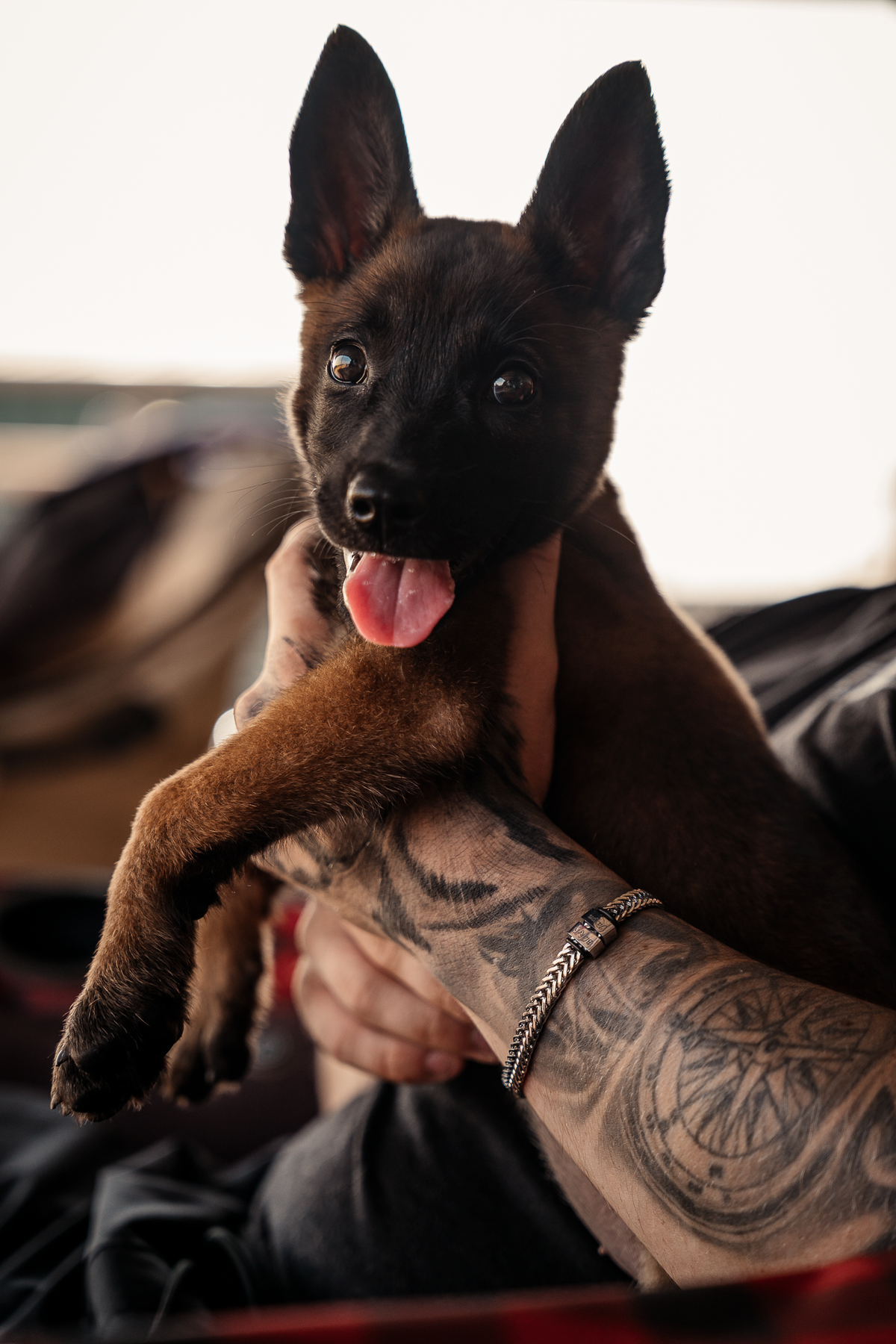 14 Day Puppy Board & Train