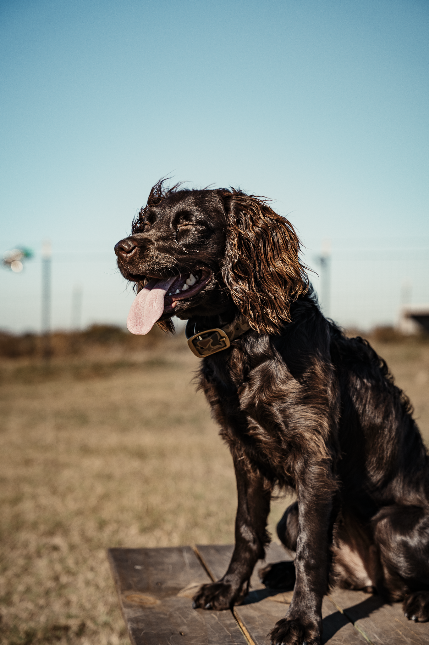 Obedience Board & Train - 3 Weeks