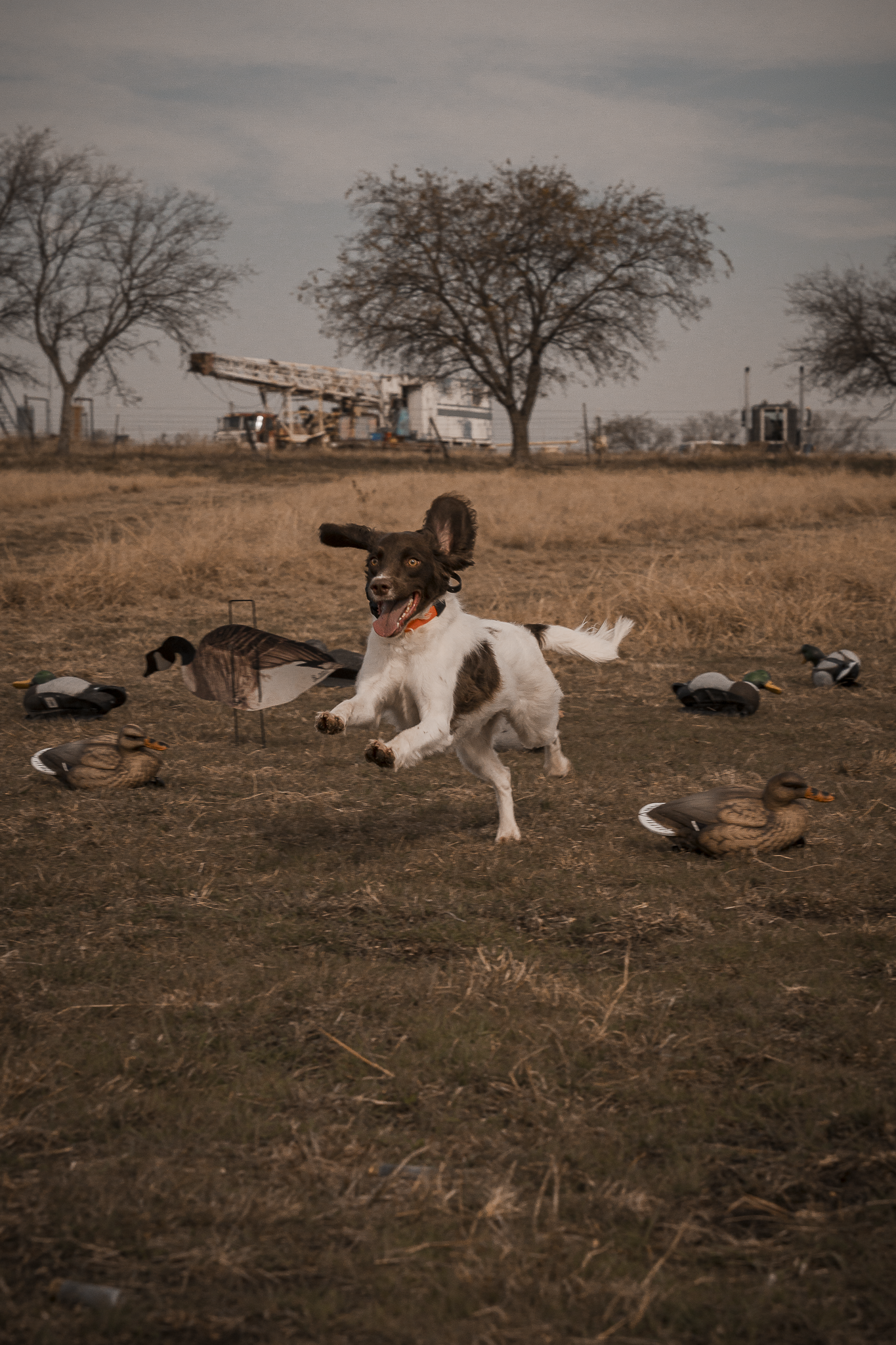 16 Week Hybrid Obedience and Retrieval
