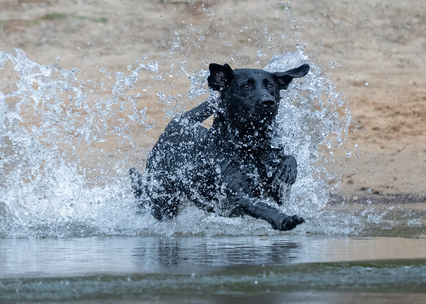 16 Week Hybrid Obedience and Retrieval