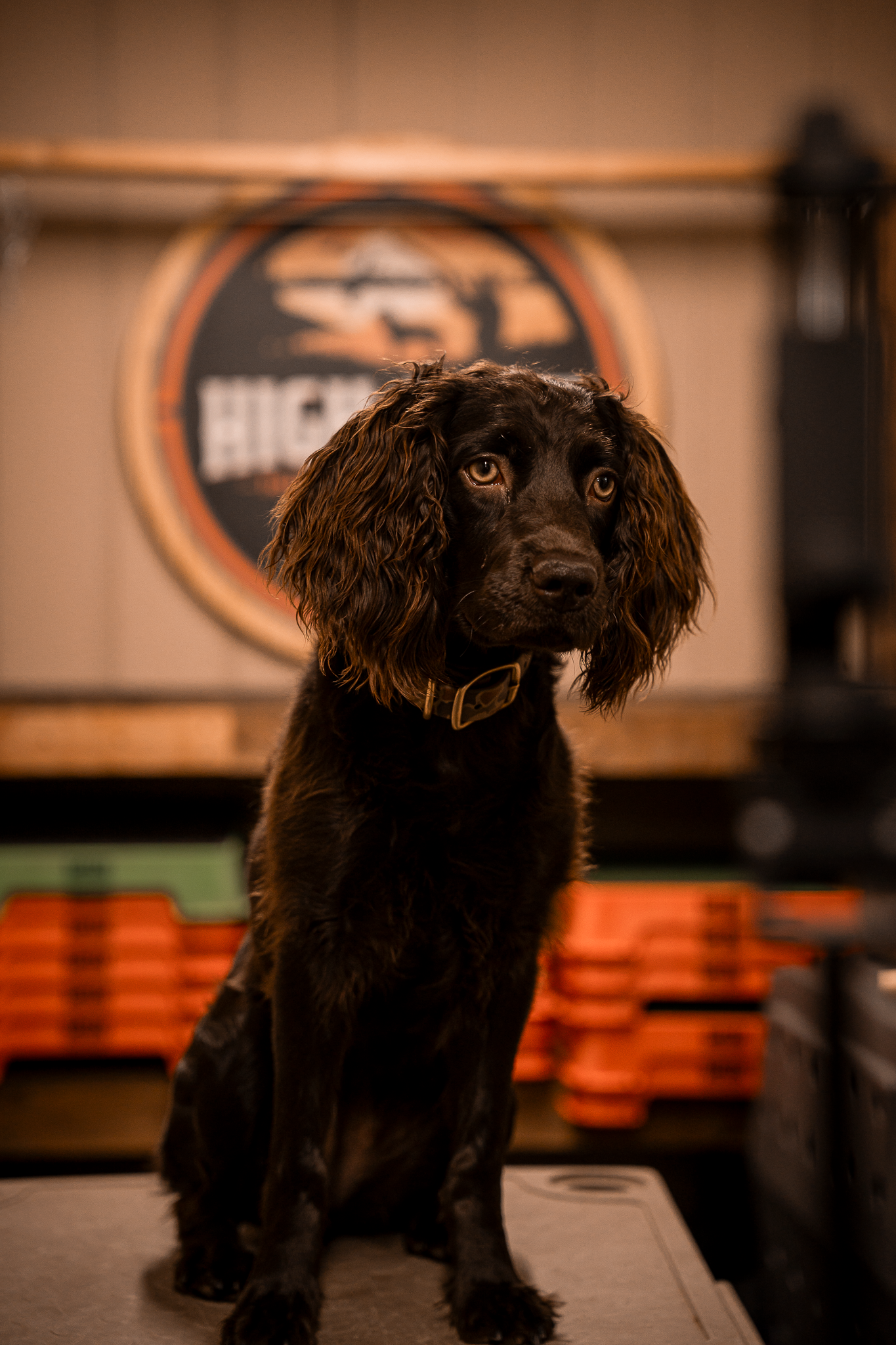 Obedience Board & Train - 3 Weeks