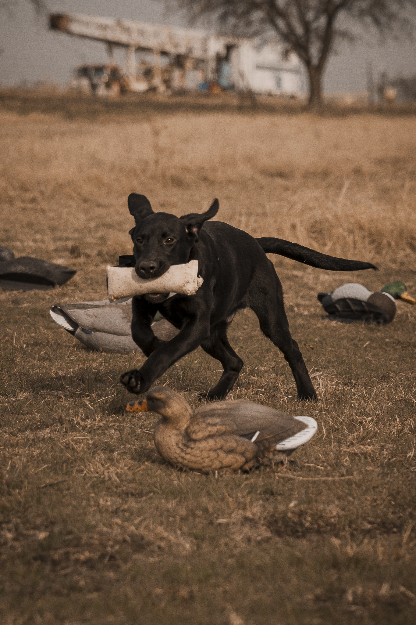 14 Day Puppy Board & Train