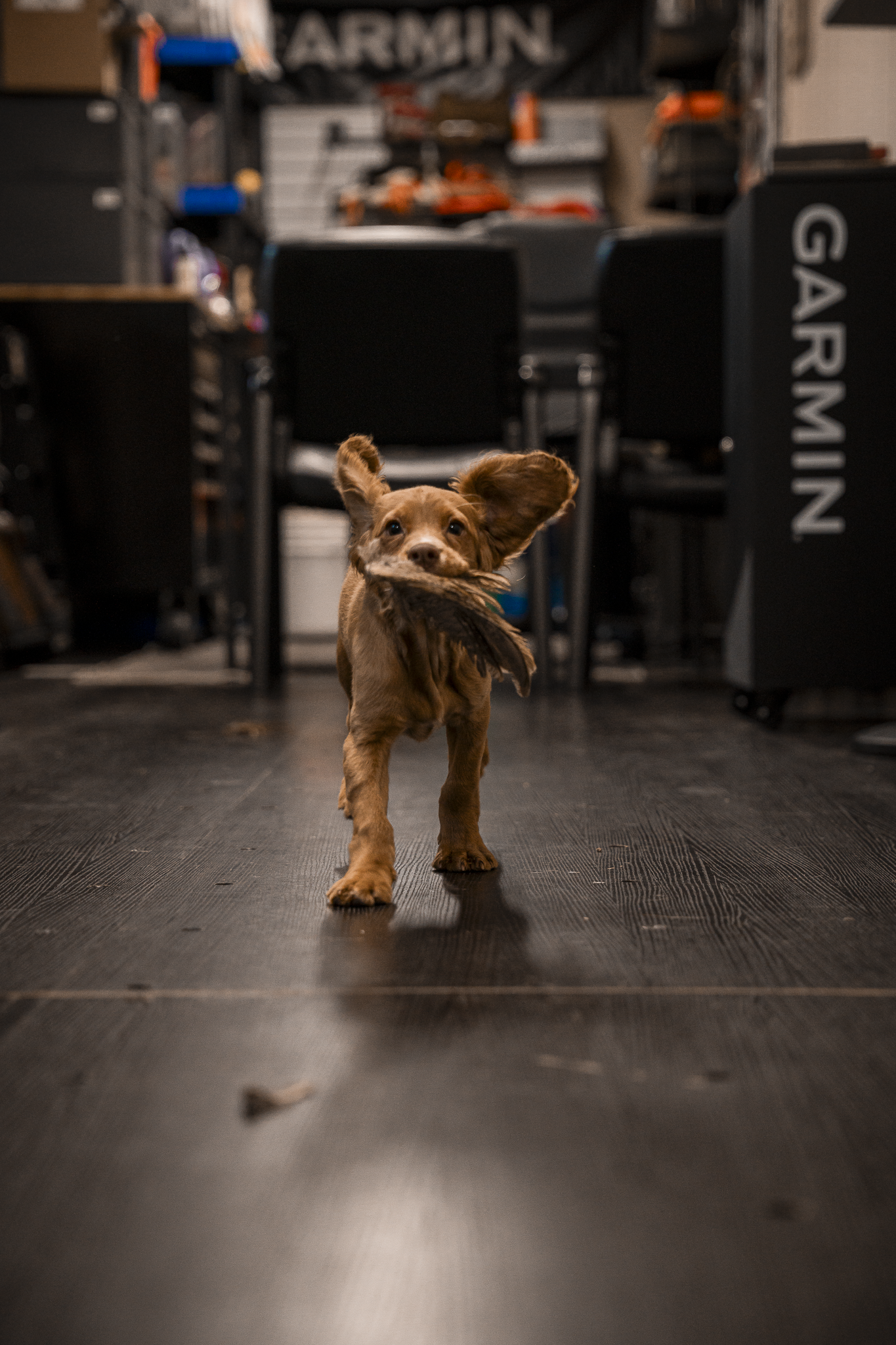 14 Day Puppy Board & Train