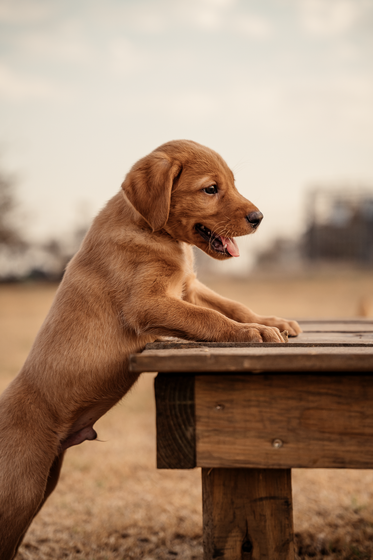 14 Day Puppy Board & Train