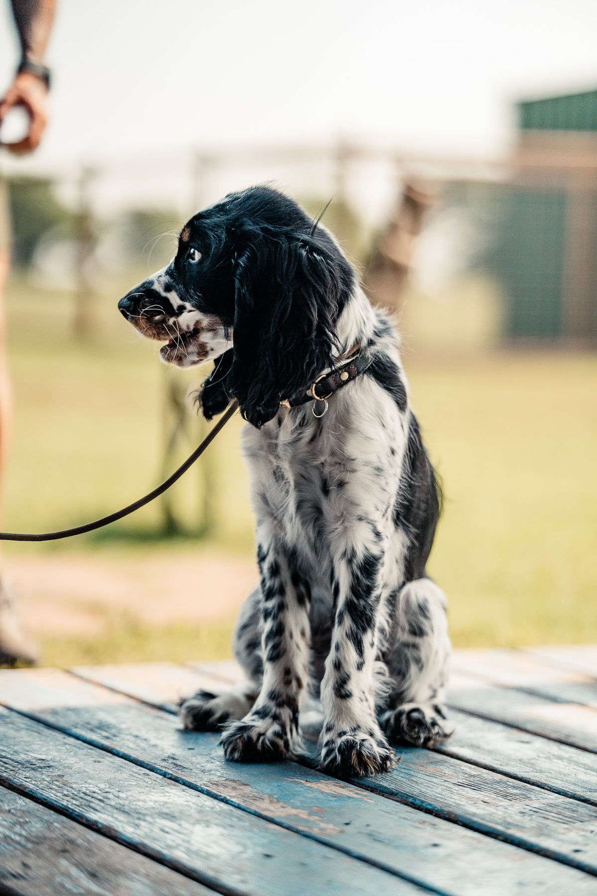 14 Day Puppy Board & Train