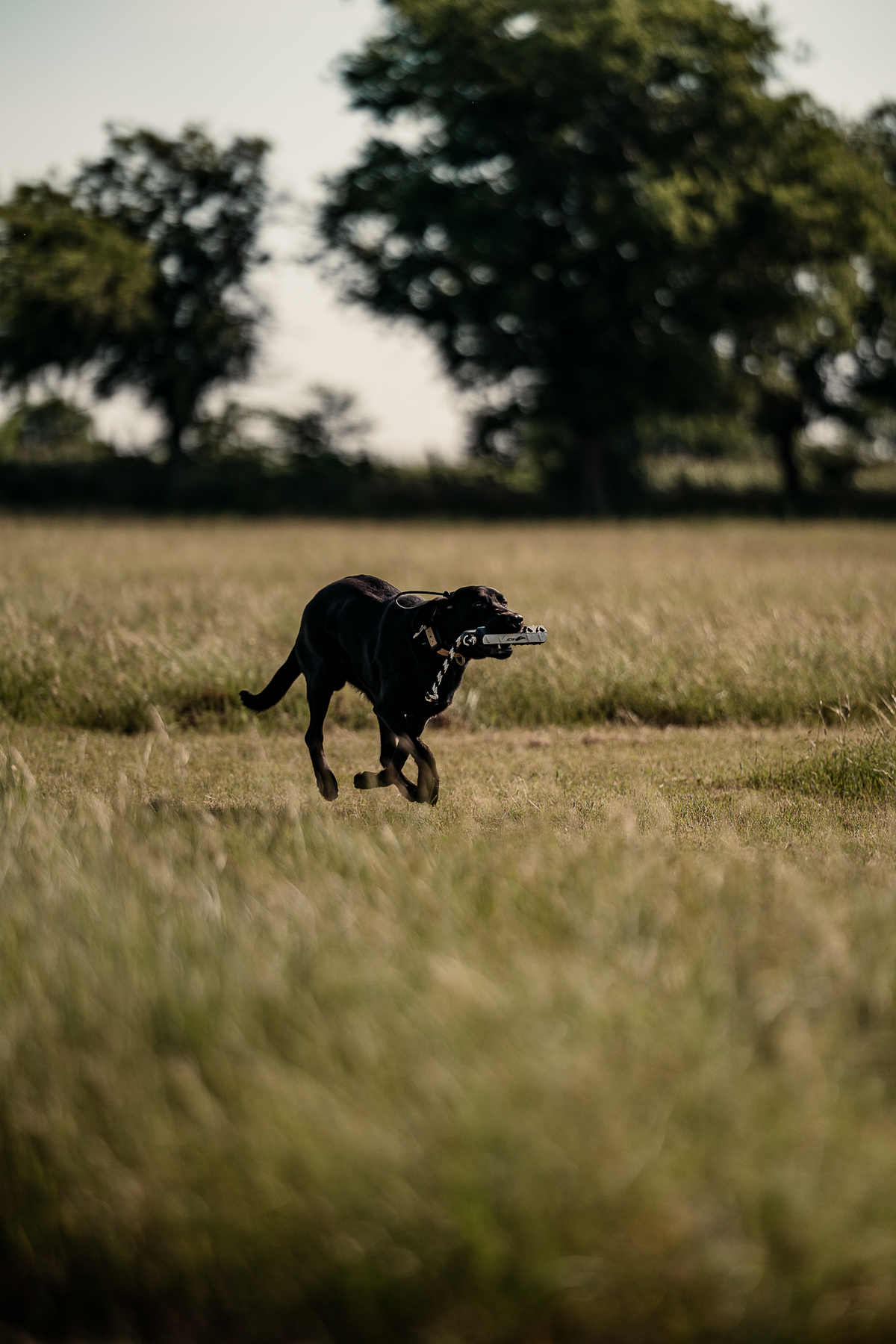 16 Week Hybrid Obedience and Retrieval