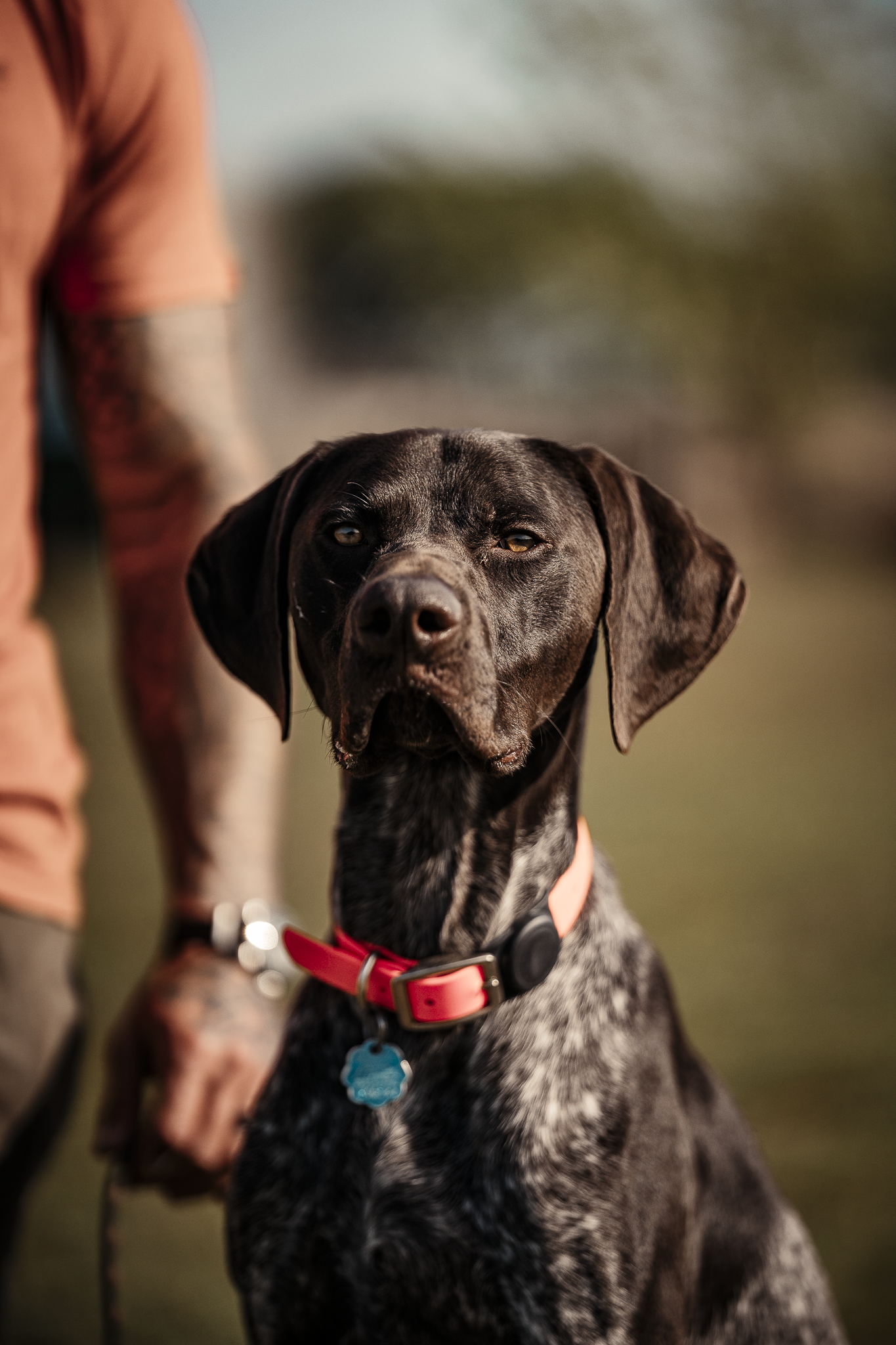 Obedience Board & Train - 4 Weeks