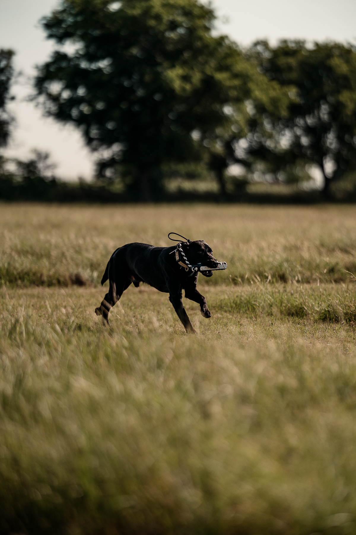 16 Week Hybrid Obedience and Retrieval