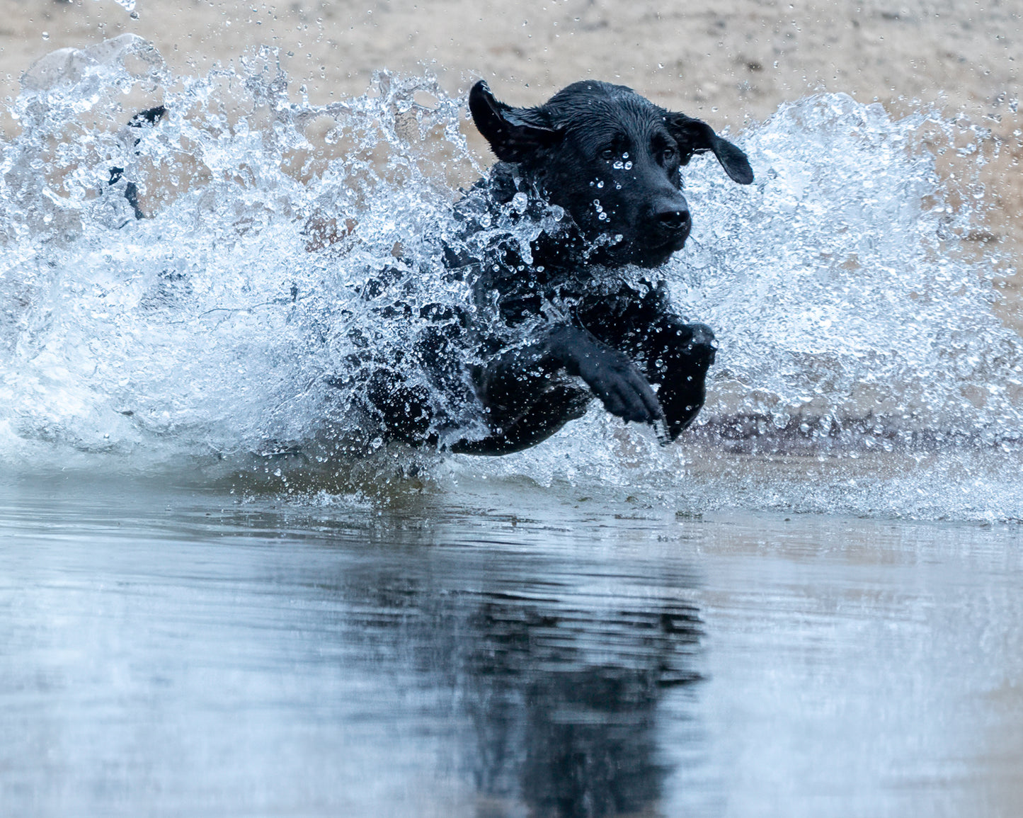 16 Week Hybrid Obedience and Retrieval