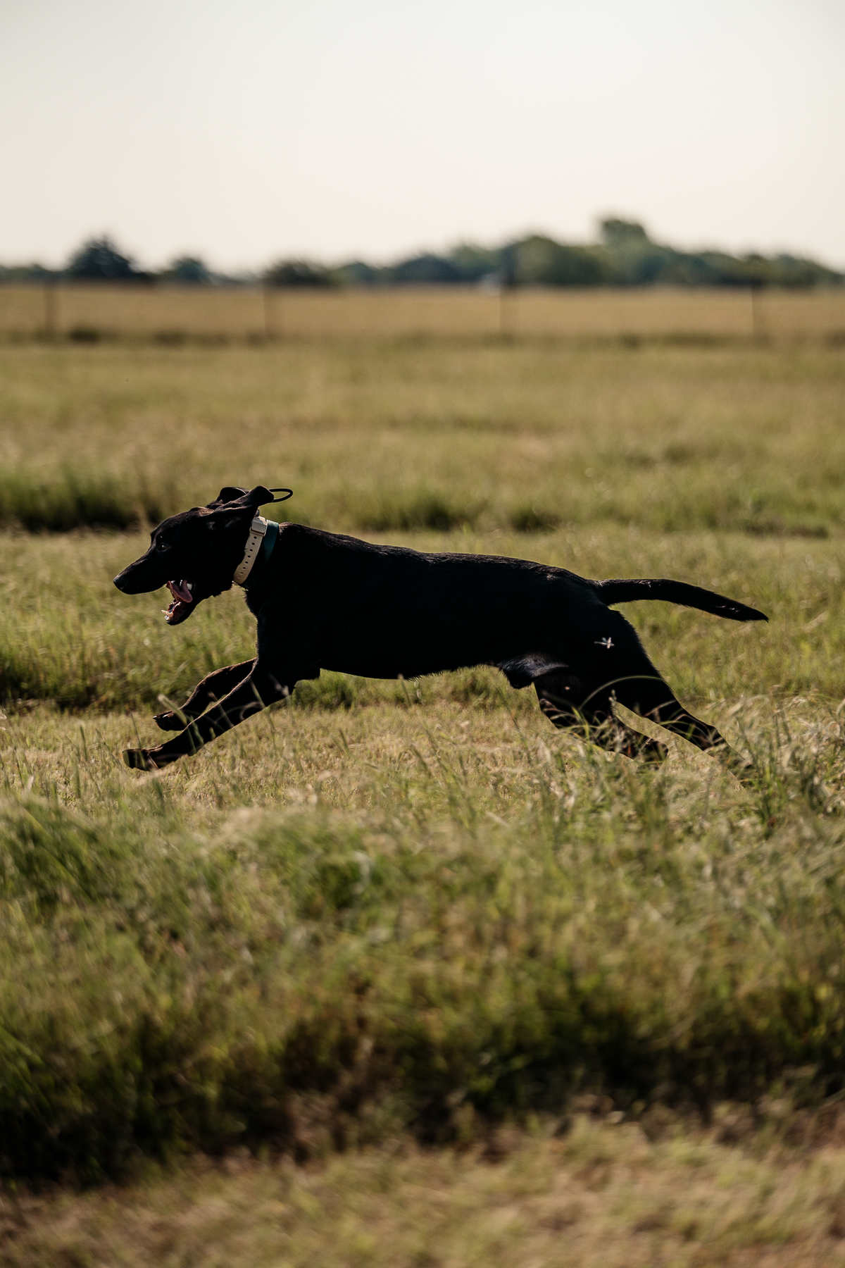 16 Week Hybrid Obedience and Retrieval