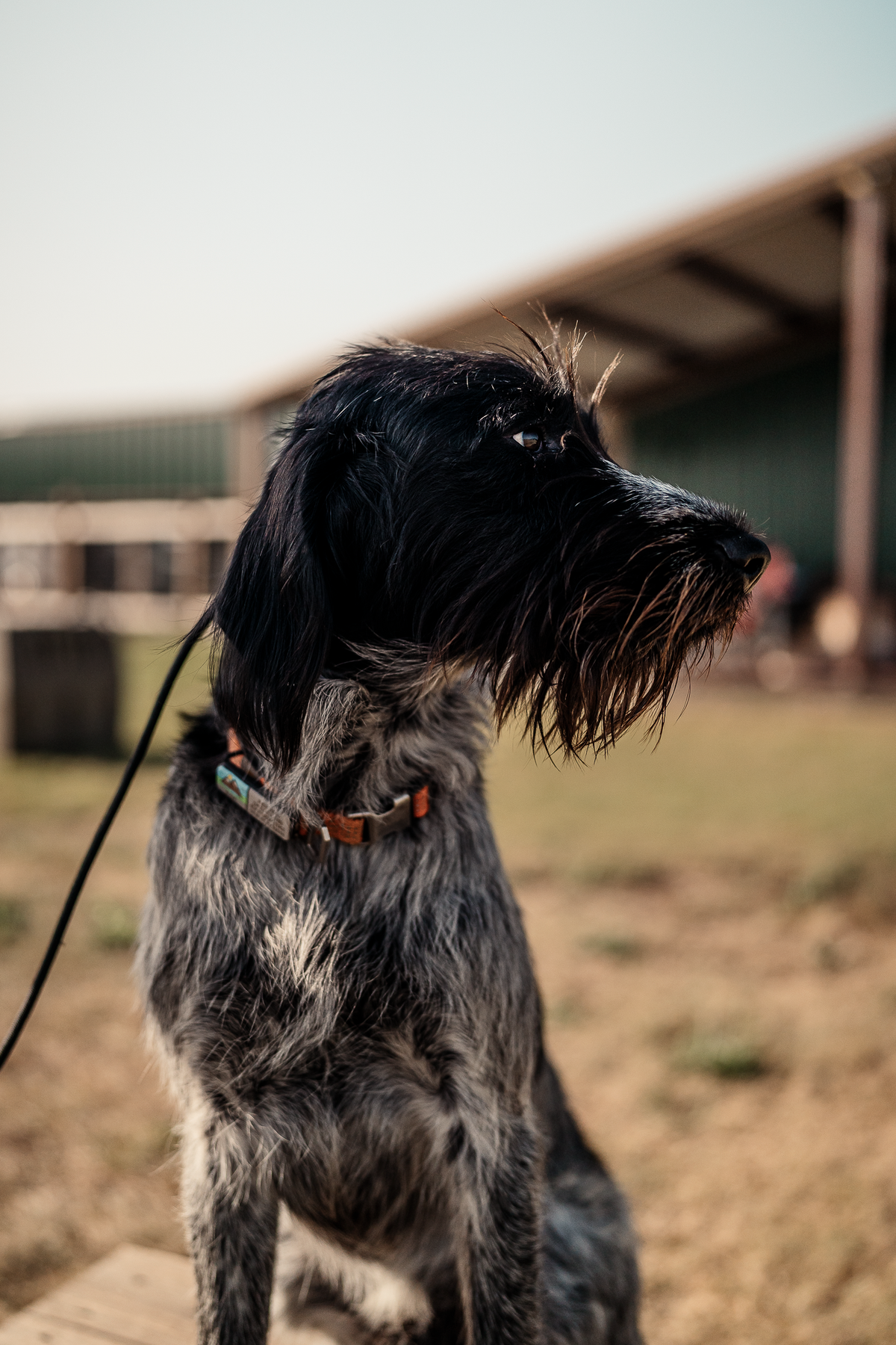16 Week Hybrid Obedience and Retrieval
