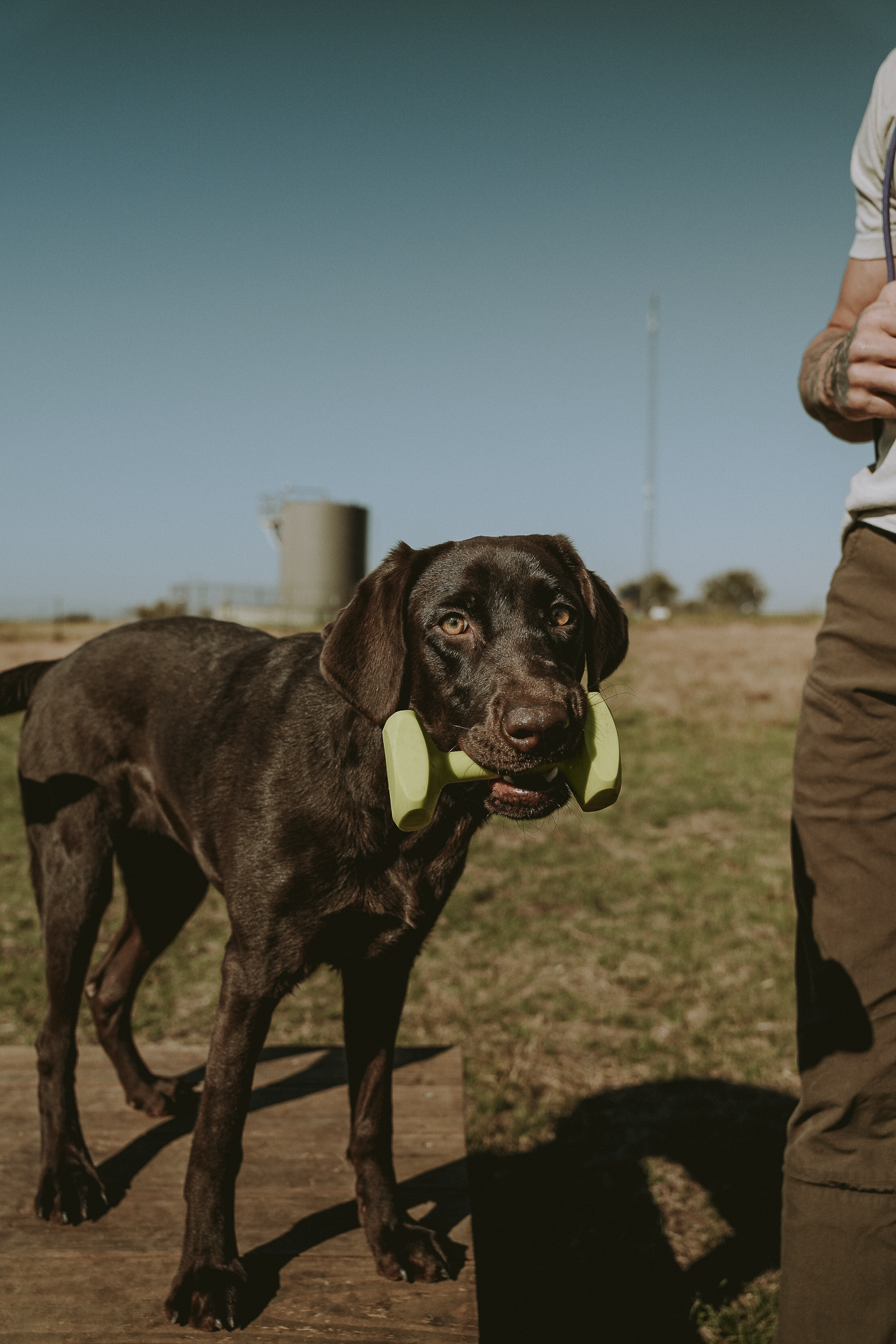 16 Week Hybrid Obedience and Retrieval