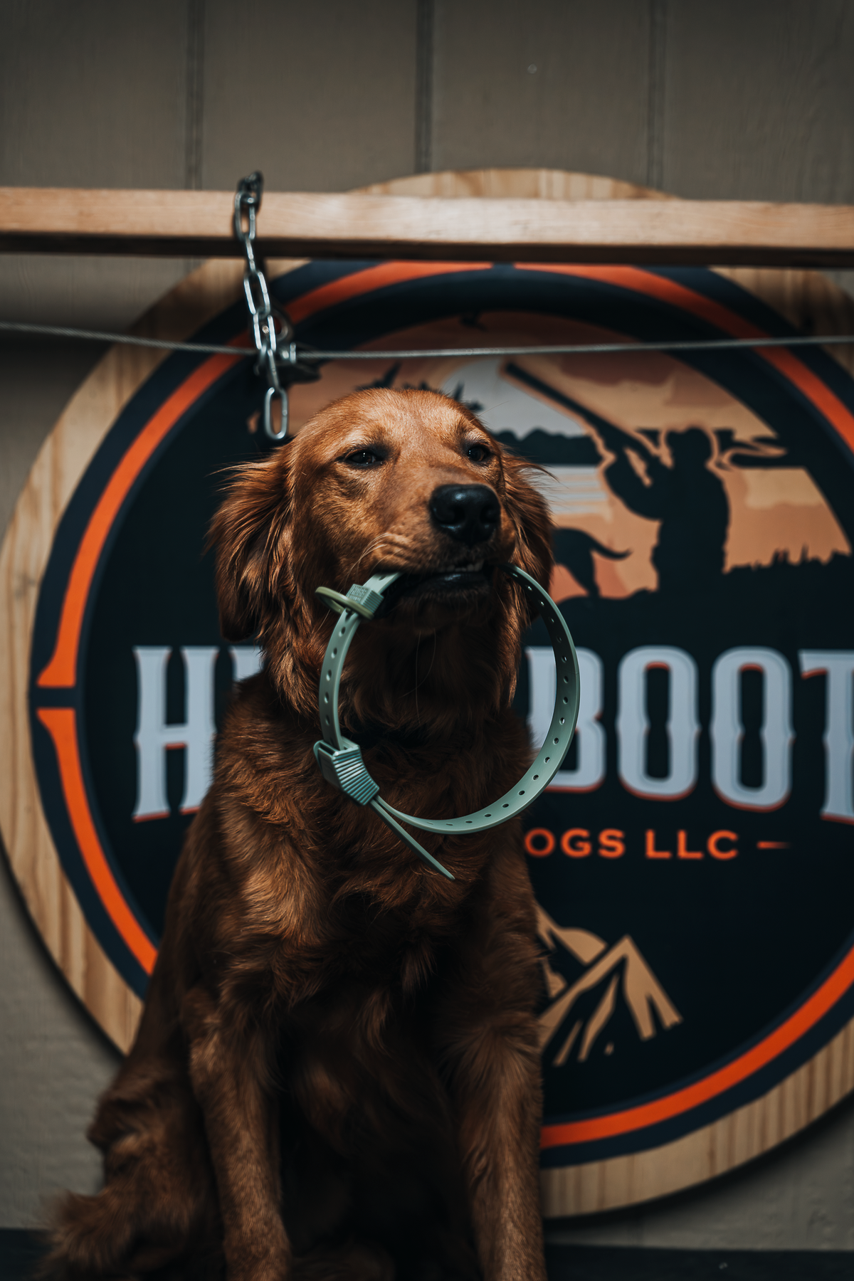 16 Week Hybrid Obedience and Retrieval