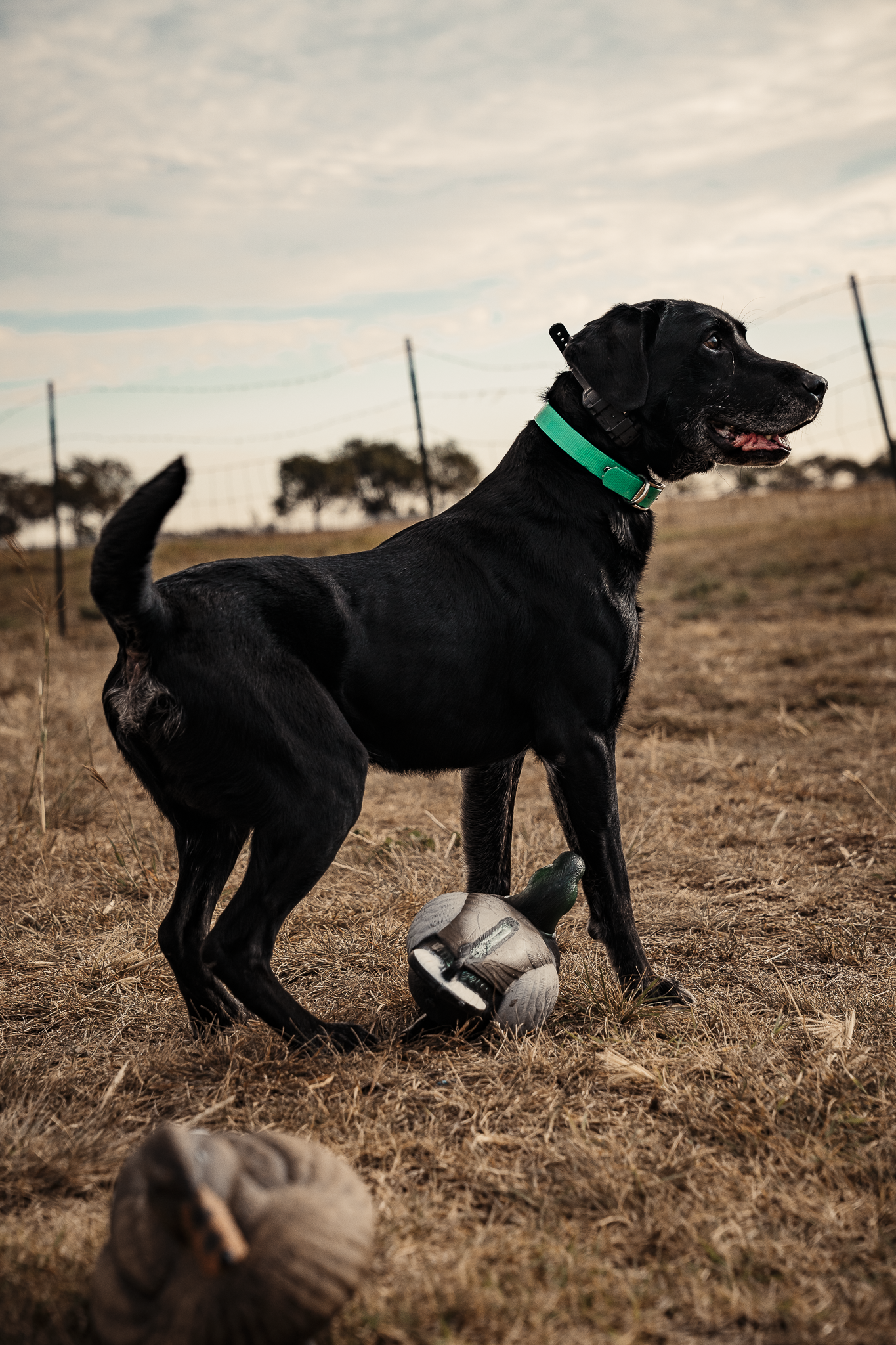 16 Week Started Gun Dog Program